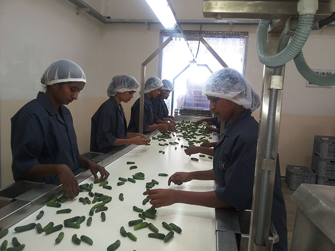 Gherkin Processing Machinery